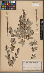 Salix aurita L. x Salix repens L.